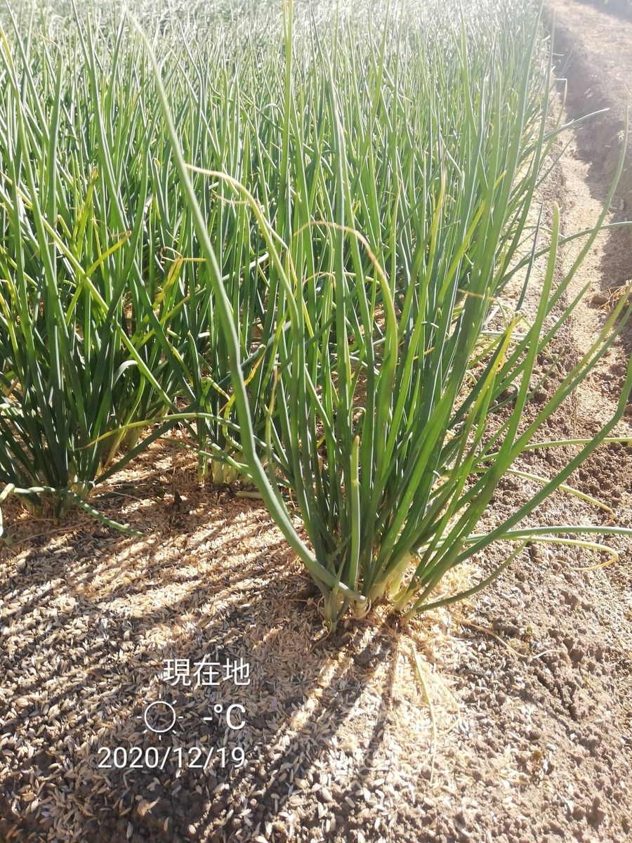 f:id:manimani-farm:20201220000230j:plain