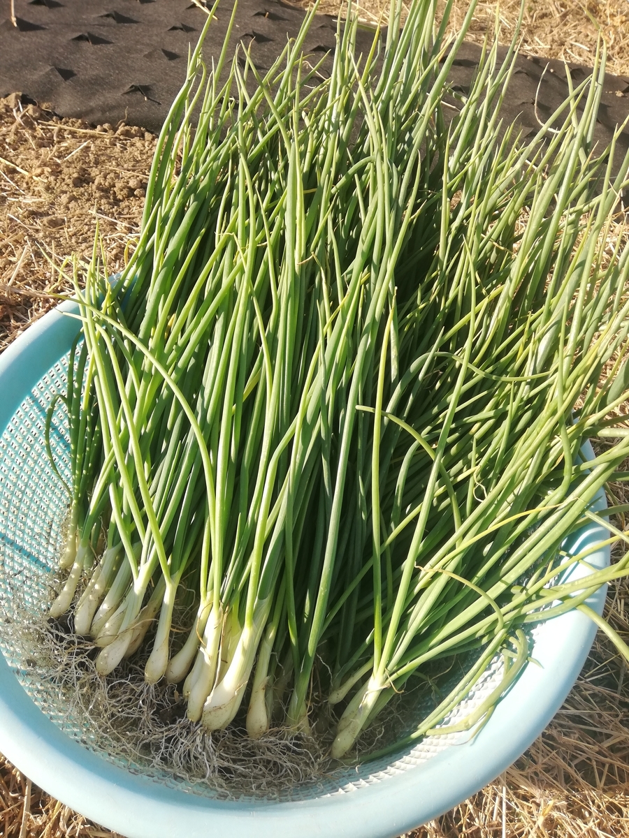 f:id:manimani-farm:20201220000245j:plain