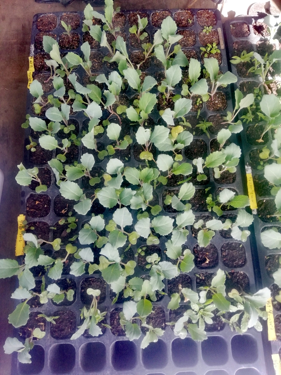 f:id:manimani-farm:20210318192431j:plain