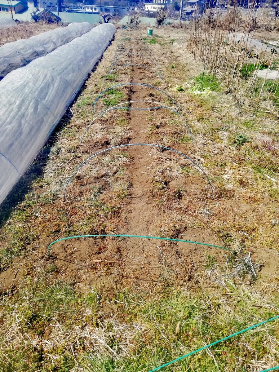 f:id:manimani-farm:20210318192449j:plain