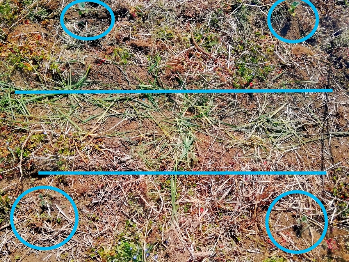 f:id:manimani-farm:20210318192510j:plain