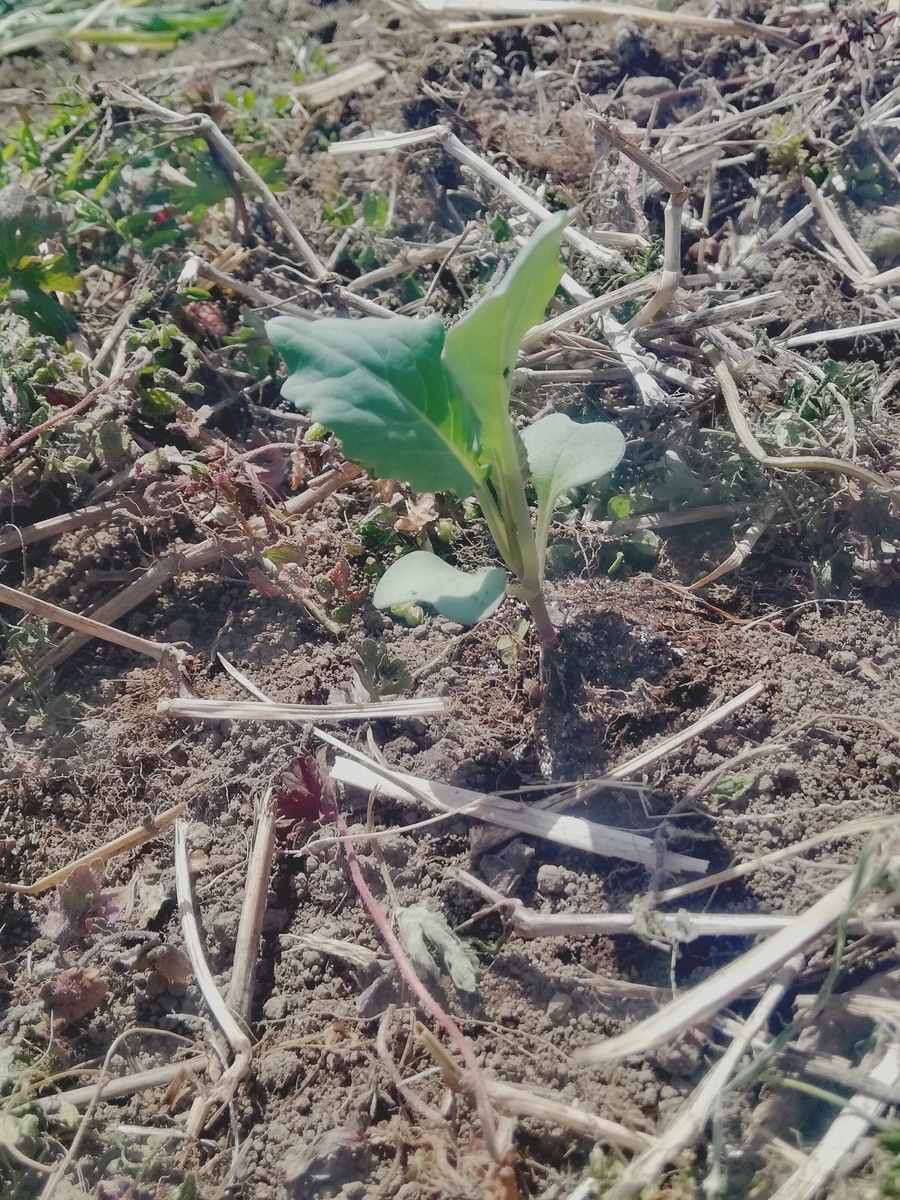 f:id:manimani-farm:20210318192529j:plain