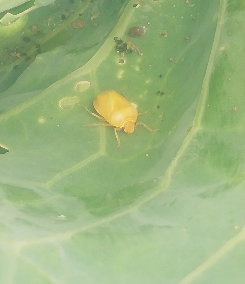 f:id:manimani-farm:20210613135818j:plain