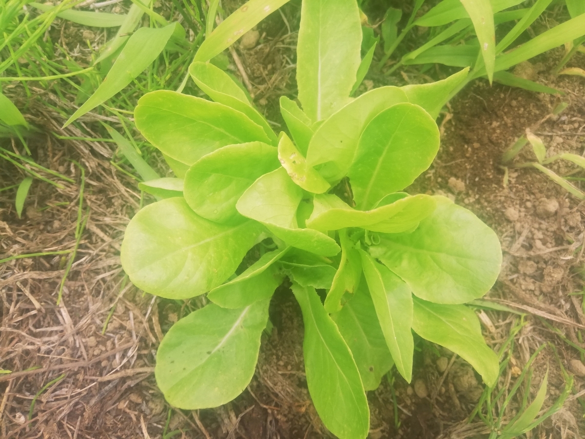 f:id:manimani-farm:20210619163839j:plain