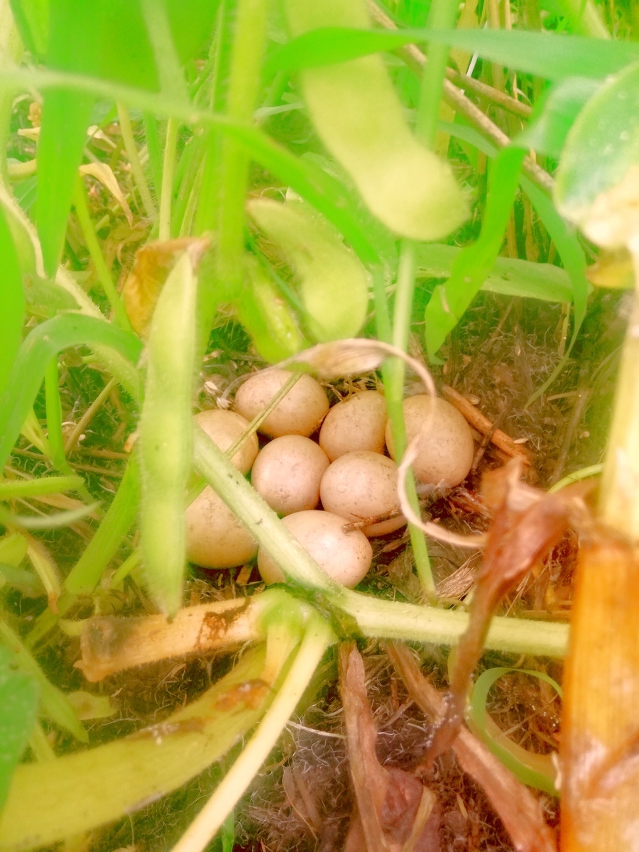 f:id:manimani-farm:20210713213709j:plain