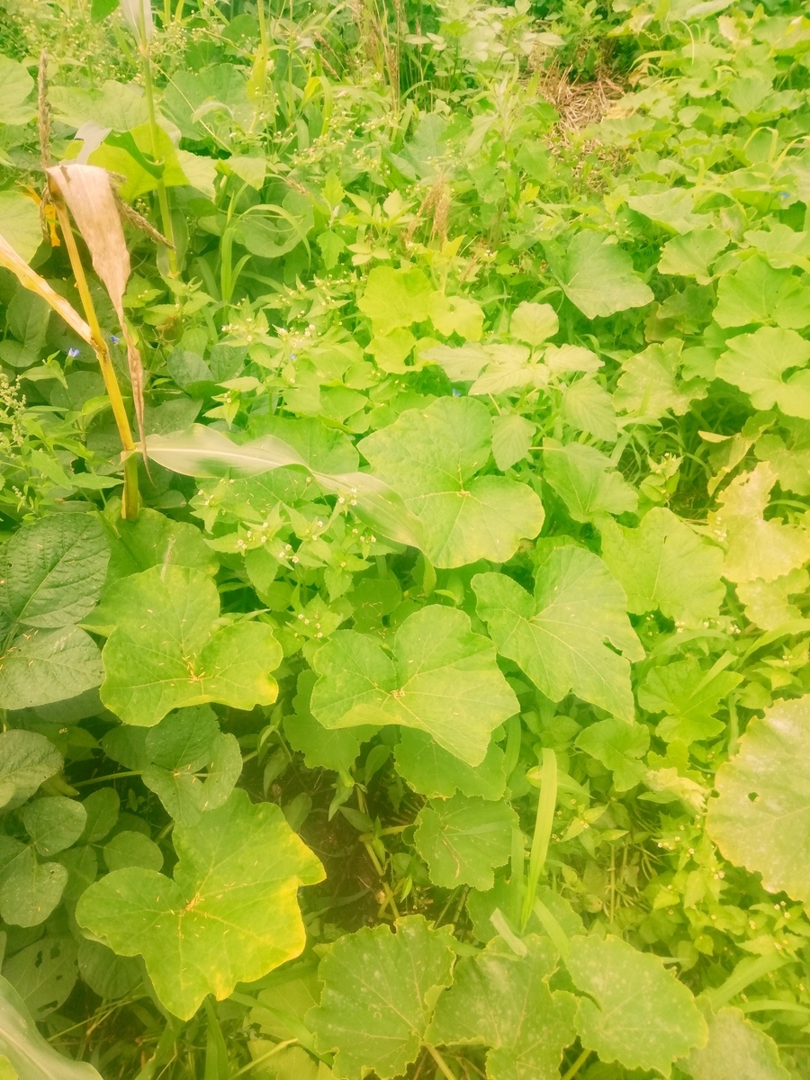 f:id:manimani-farm:20210713213724j:plain