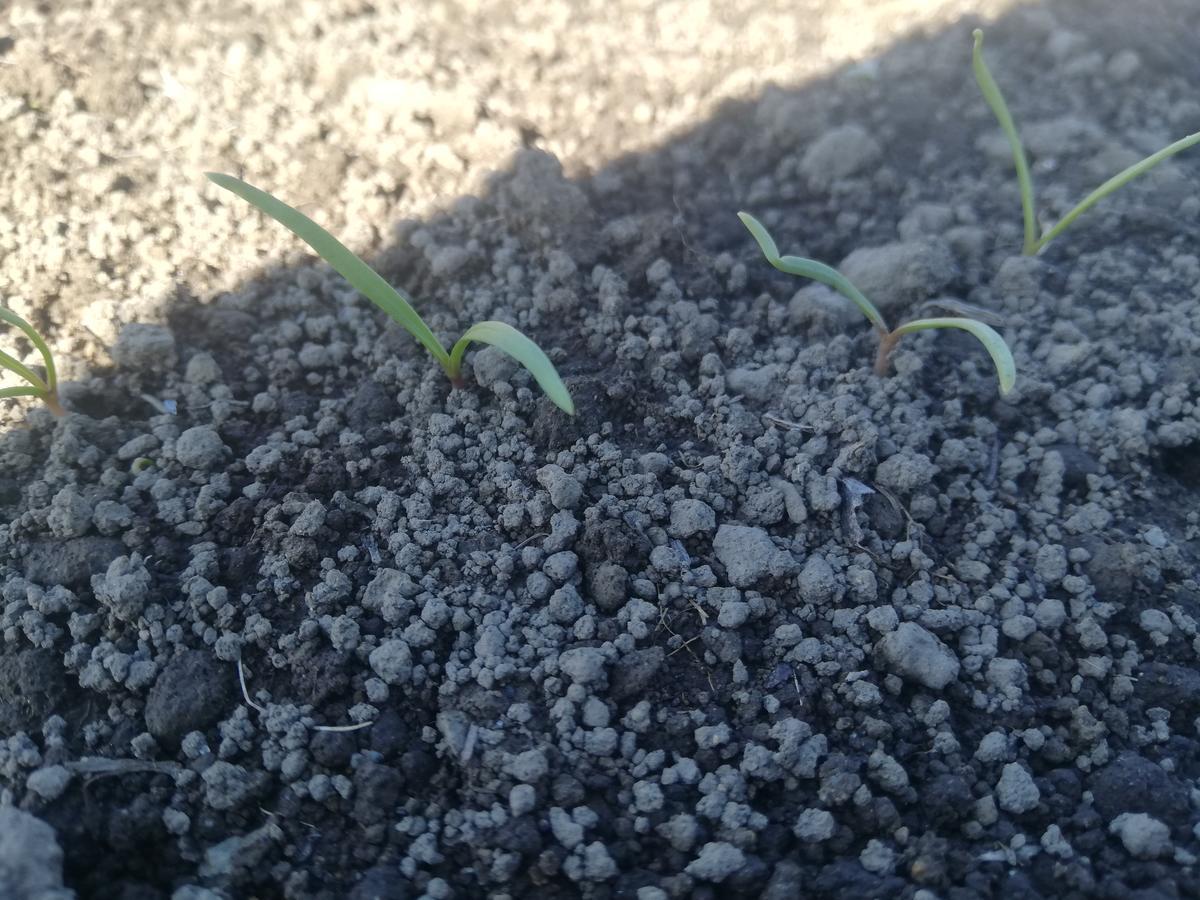 f:id:manimani-farm:20211018225617j:plain