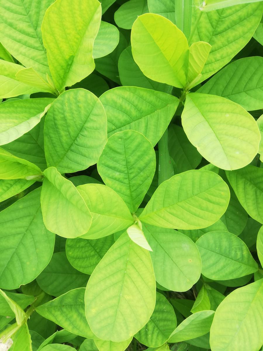 f:id:manimani-farm:20211025230502j:plain