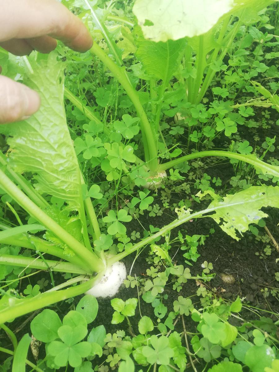 f:id:manimani-farm:20211027214159j:plain