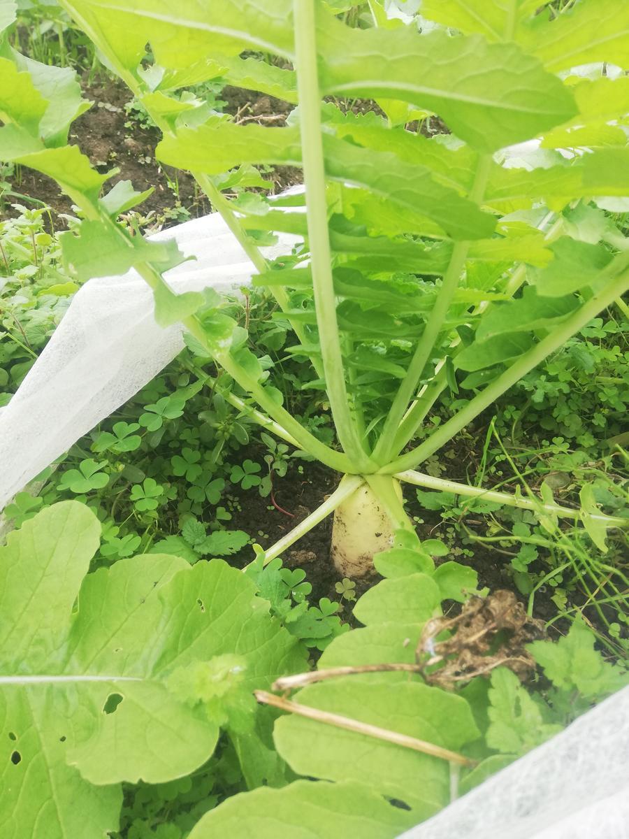 f:id:manimani-farm:20211027214236j:plain