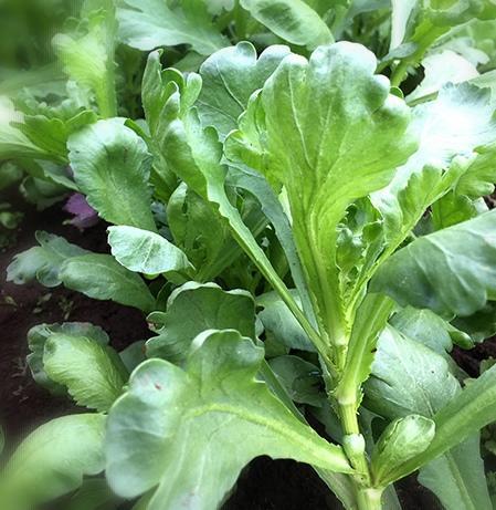 f:id:manimani-farm:20211106192901j:plain