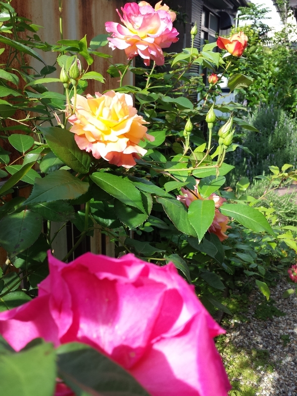 f:id:manimani_hand:20190506075537j:plain