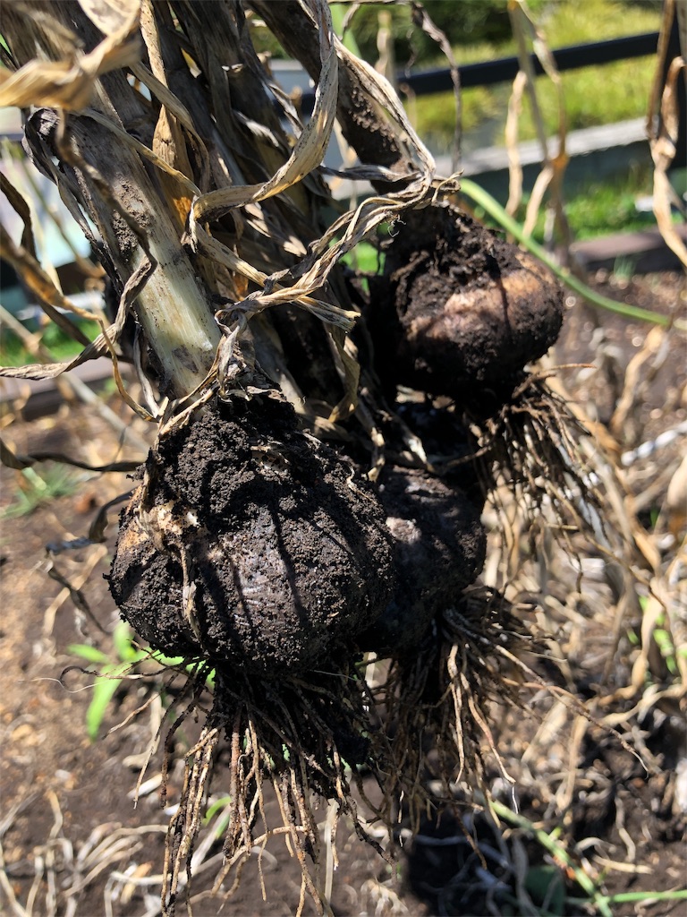 f:id:manimanitan:20190619112354j:image f:id:manimanitan:20190619112354j:image
