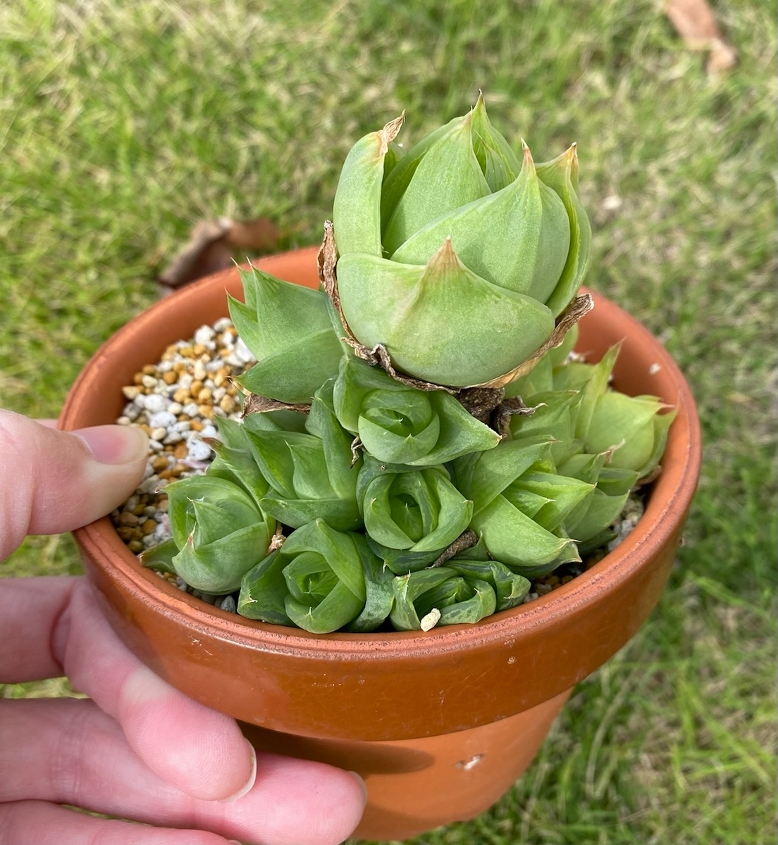 多肉植物　ハオルチア　ラモサ　２株　抜き苗 多肉植物 ハオルチア ラモサ 抜き苗！！の通販 by 多肉屋『朱欒』｜ラクマ