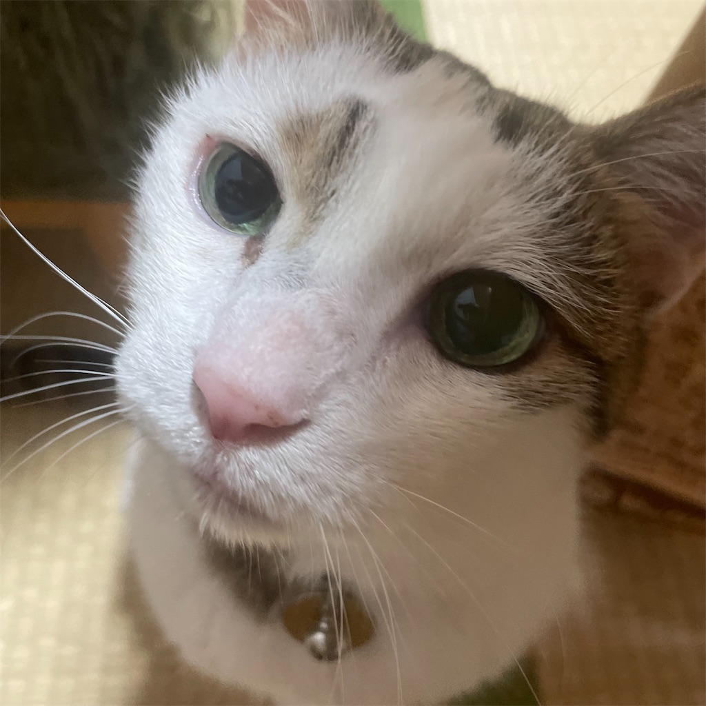 17歳愛猫の腎不全・馬尾症候群ナチュラルケア