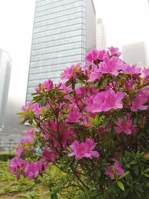 f:id:manmaru_hanako:20200322194234j:plain