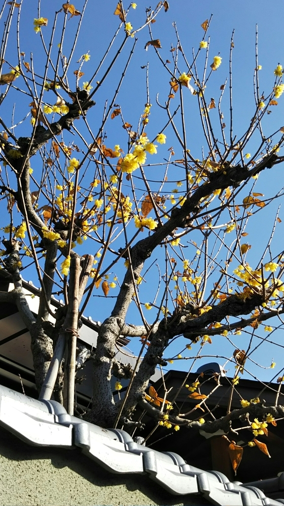 f:id:manmaruheart:20190126234756j:plain f:id:manmaruheart:20190126234756j:plain