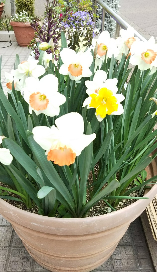 f:id:manmaruheart:20190328142820j:plain f:id:manmaruheart:20190328142820j:plain