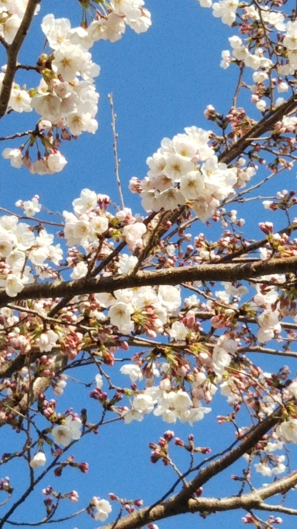 f:id:manmaruheart:20190404215808j:plain f:id:manmaruheart:20190404215808j:plain
