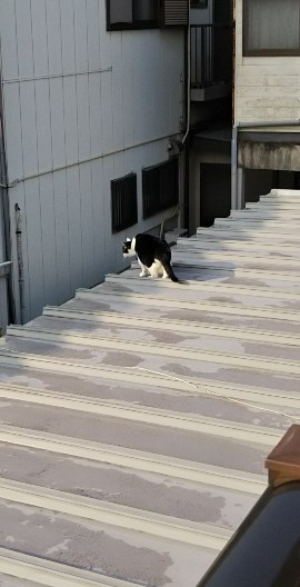 f:id:manmaruheart:20190422054026j:plain f:id:manmaruheart:20190422054026j:plain