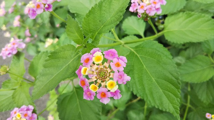 f:id:manmaruheart:20190903054551j:plain