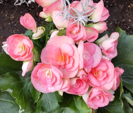 f:id:manmaruheart:20211009202434j:plain