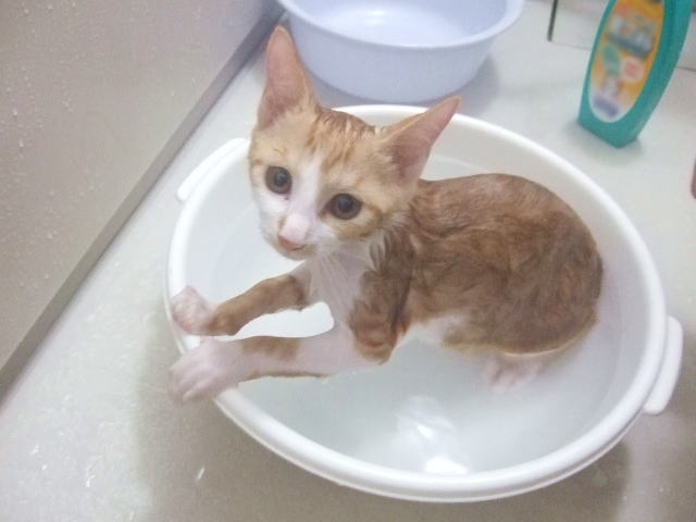 f:id:manmarumariri:20180705151637j:plain f:id:manmarumariri:20180705151637j:plain