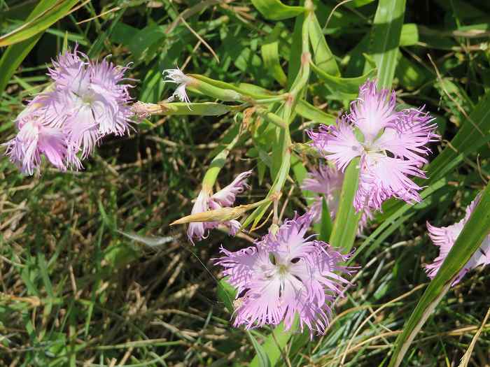 f:id:mannenNA:20190930193059j:plain f:id:mannenNA:20190930193059j:plain