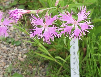 f:id:mannenNA:20190930193821j:plain f:id:mannenNA:20190930193821j:plain