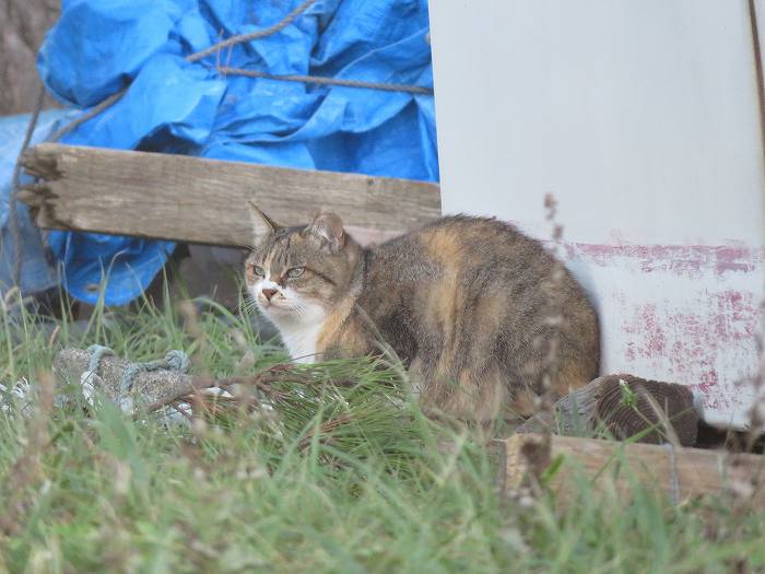 f:id:mannenNA:20191014004158j:plain