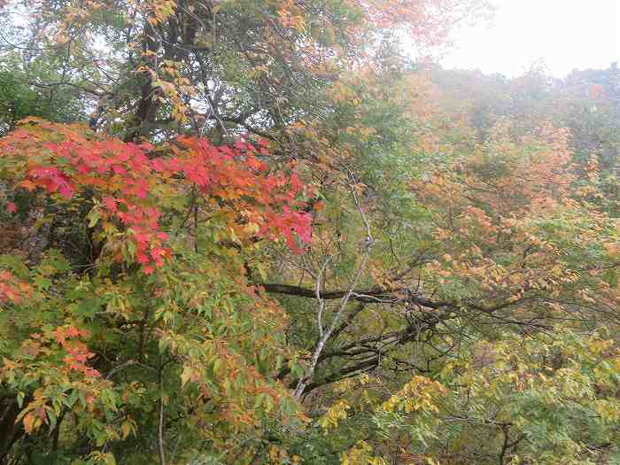 f:id:mannenNA:20191029185000j:plain