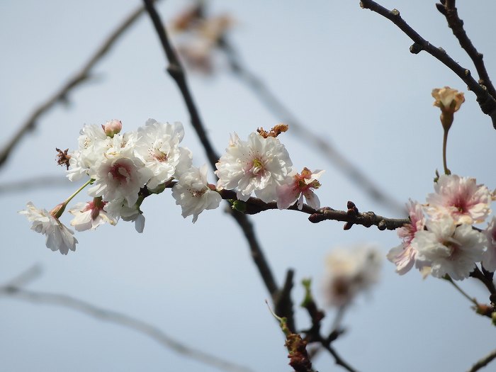 f:id:mannenNA:20191117235719j:plain