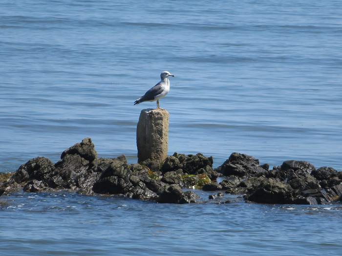 f:id:mannenNA:20191120203506j:plain f:id:mannenNA:20191120203506j:plain