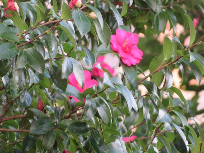 f:id:mannenNA:20191124160035j:plain f:id:mannenNA:20191124160035j:plain