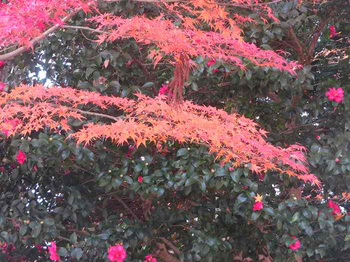 f:id:mannenNA:20191124160049j:plain f:id:mannenNA:20191124160049j:plain