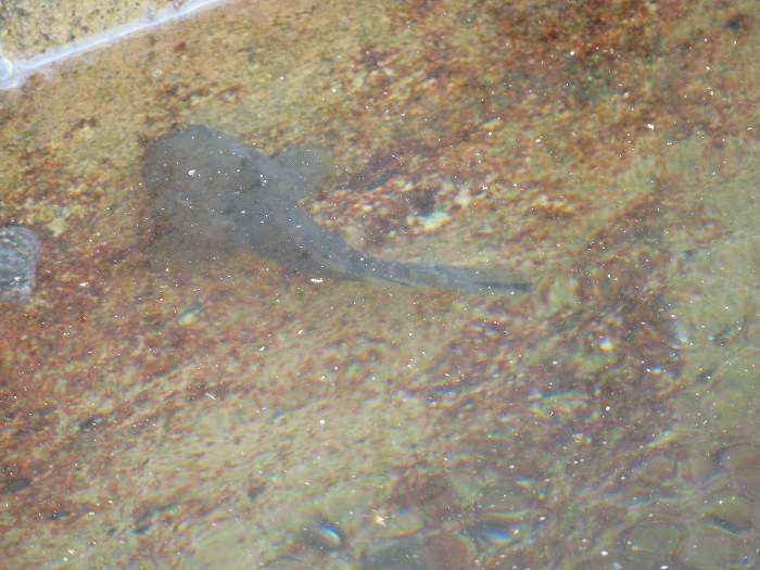 f:id:mannenNA:20191129230306j:plain