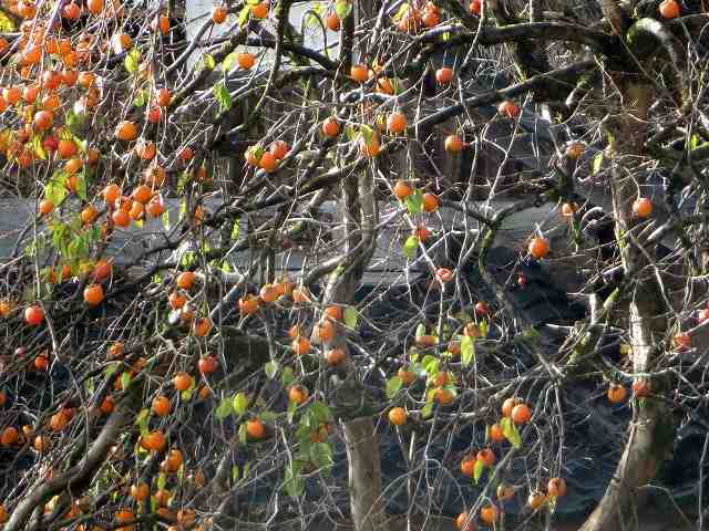 f:id:mannenNA:20200105121226j:plain