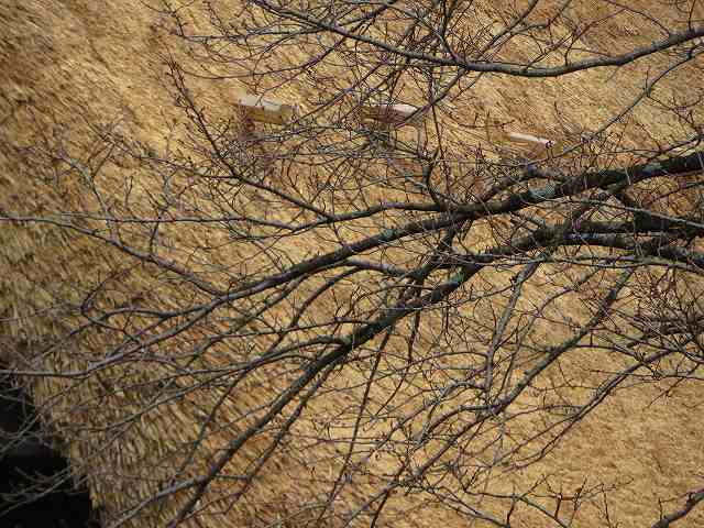 f:id:mannenNA:20200107172252j:plain