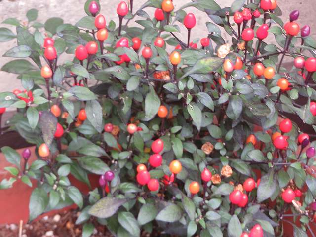 f:id:mannenNA:20200107172703j:plain