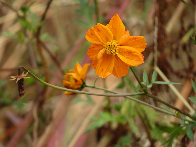 f:id:mannenNA:20200107172801j:plain