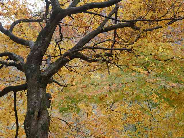 f:id:mannenNA:20200107173035j:plain