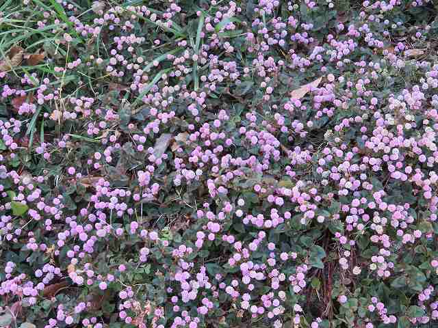 f:id:mannenNA:20200108181553j:plain