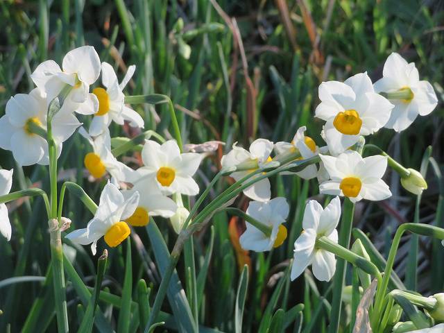 f:id:mannenNA:20200111180940j:plain