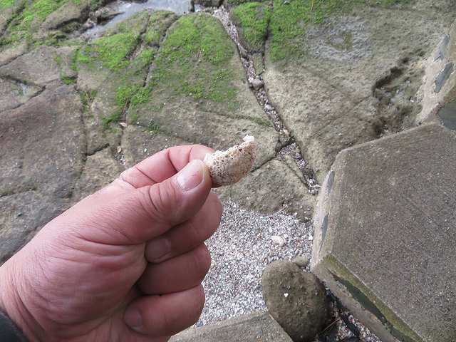 f:id:mannenNA:20200129190551j:plain f:id:mannenNA:20200129190551j:plain