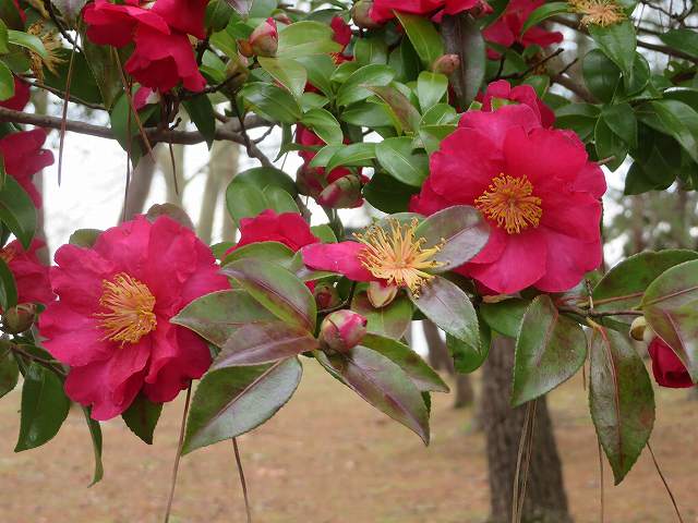 f:id:mannenNA:20200129191111j:plain f:id:mannenNA:20200129191111j:plain