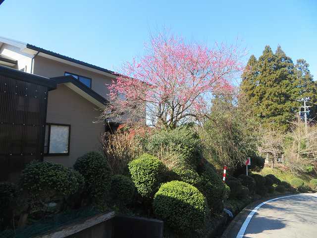 f:id:mannenNA:20200206181953j:plain