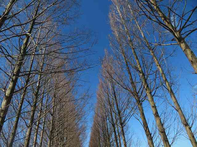 f:id:mannenNA:20200206182206j:plain