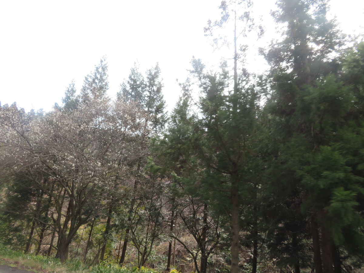 f:id:mannenNA:20200218193714j:plain