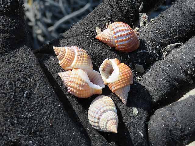 f:id:mannenNA:20200229190227j:plain