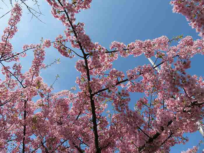 f:id:mannenNA:20200301190137j:plain